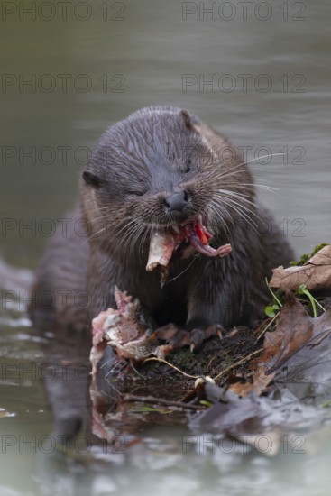 Eurasian otter (Lutra lutra) adult animal feeding on a fish on a river bank, England, United