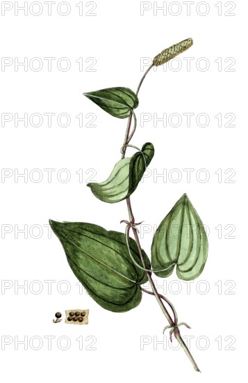 Piper longum, long pepper, long pepper, digital reproduction of a historical original, between 1790