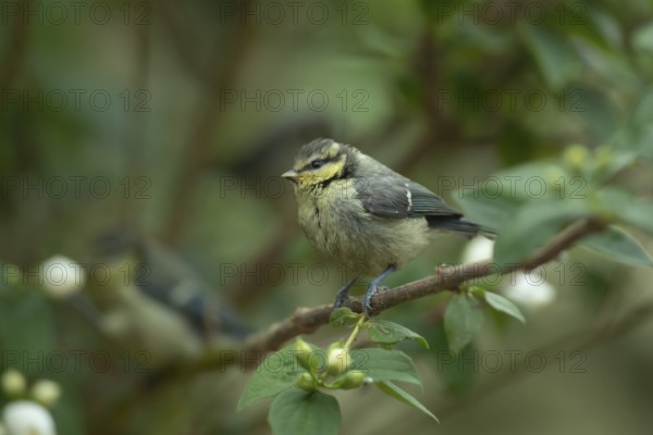 Blue tit (Cyanistes Caeruleus) juvenile garden bird on a shrub in summer, Suffolk, England, United