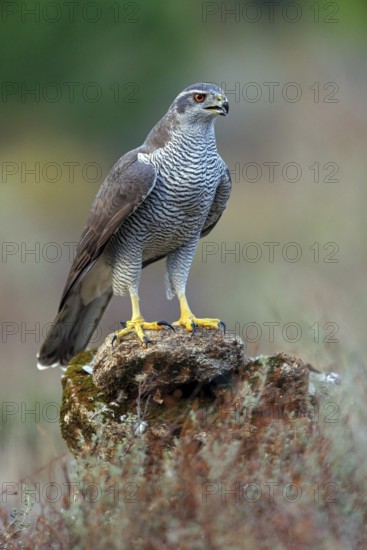 Northern northern goshawk (Accipiter gentilis), Autour des palombes, Hides De Calera / Goshawk