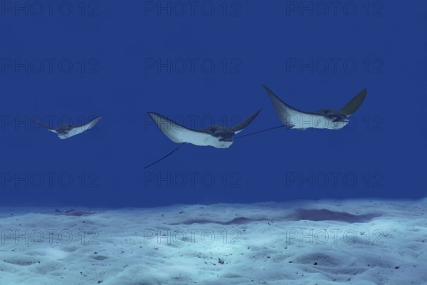 A trio of spotted eagle rays swims gracefully over the sandy seabed in the crystal-clear waters of