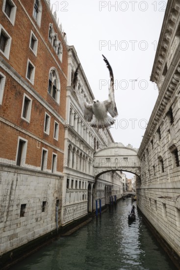 A seagull soars above a Venetian canal, framed by historic architecture and a gondola gliding
