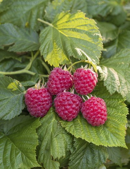 Dwarf raspberry (Rubus idaeus RUBY BEAUTY), Germany