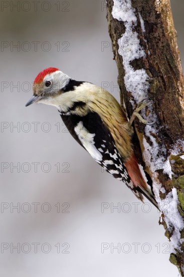 Middle Spotted Woodpecker (Dendrocoptes medius), Saxony-Anhalt, Germany