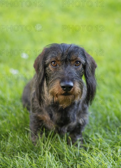Rough-haired dachshund (Canis lupus familiaris) male, 4 years old, animal portrait, sitting on a