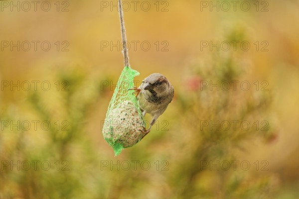 Male house sparrow (Passer domesticus) feeding on a hanging suet ball at a garden bird feeder, warm