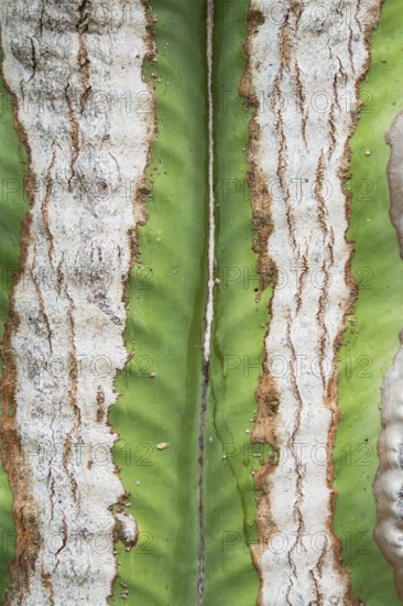 A detailed close up shot of a cactus trunk showcasing its unique texture and vivid green and white