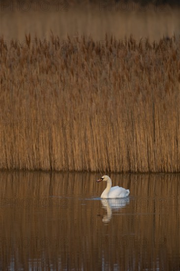 Mute swan (Cygnus olor) adult bird shaking its head on a lake, RSPB Fowlmere nature reserve,