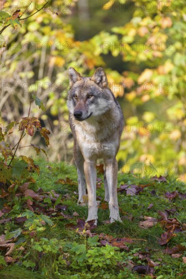 A eurasian gray wolf (Canis lupus lupus) stands on a meadow on a hill with a colourful foliage in