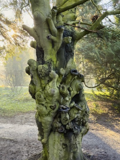 Photo of an old tree in a park with a heavily gnarled and overgrown trunk. The conspicuous growths,