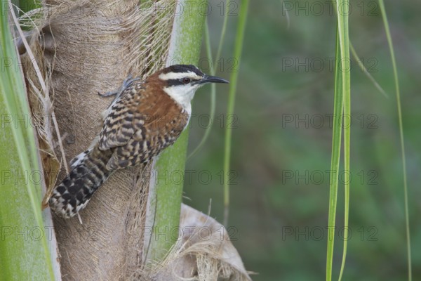 Rufous-naped Wren (Campylorhhynchus rufinucha) perched on a branch in Costa Rica, Central America