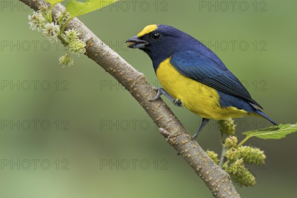 Spot-crowned Euphonia (Euphonia imitans) perched on a branch in Panama