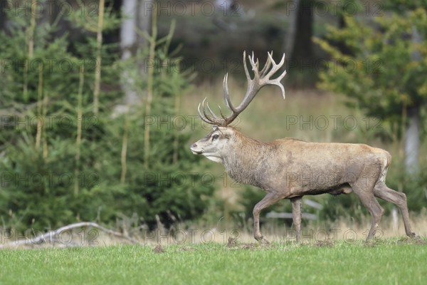 Red deer (Cervus elaphus) during the rutting season, capital stag in a forest clearing, wildlife,