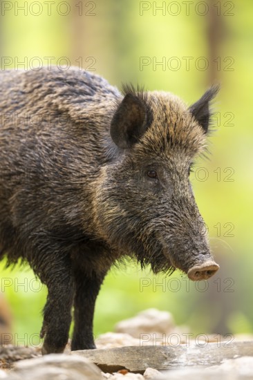 Wild boar (Sus scrofa) walking in a forest, Bavaria, Germany