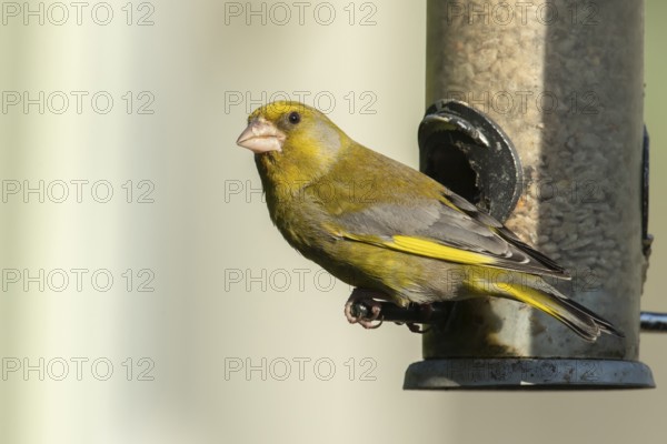 European greenfinch (Chloris chloris) adult male garden bird on a seed feeder, Suffolk, England,
