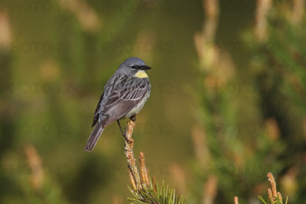 Kirtland's Warbler (Setophaga kirtlandii), Michigan, USA