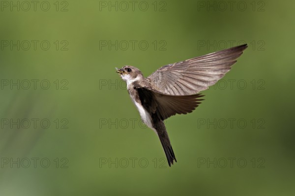 Sand martin (Riparia riparia), in flight with food in its beak, Reussegg nature reserve, Canton