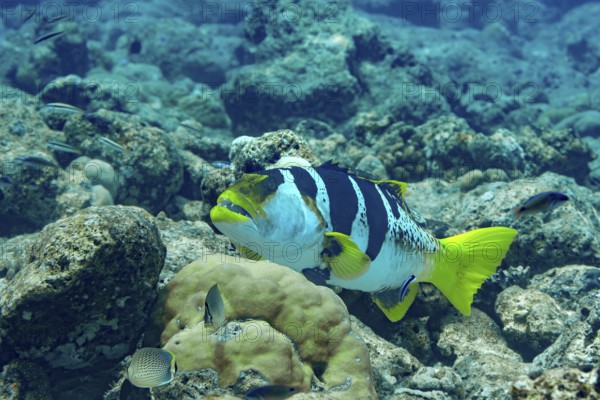 Vibrant Blue-spotted coral grouper glides through the coral reefs in the Maldives, showcasing its