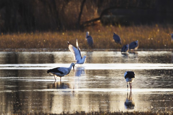 A variety of birds gather in a tranquil wetland at sunset, creating a serene scene of nature beauty