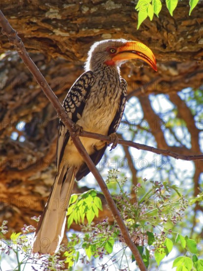 A yellow-billed hornbill, Tockus flavirostris, a species of hornbill, in a tree in Botswana.