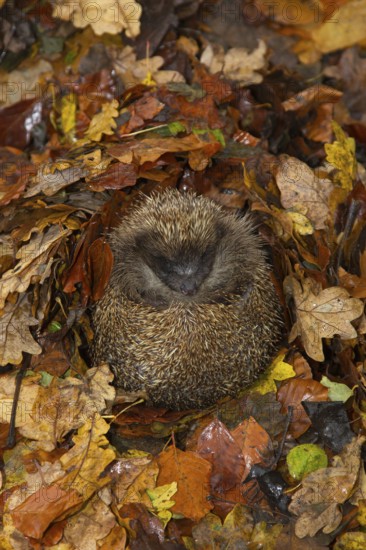 European hedgehog (Erinaceus europaeus) adult animal sleeping on fallen autumn leaves during