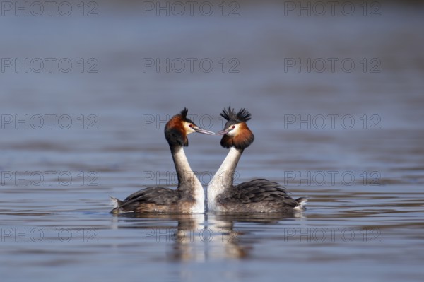 Great crested grebe (Podiceps cristatus) two adult birds performing their love courtship display on