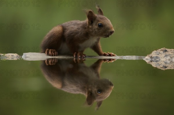 A squirrel delicately balances on the edge of a tranquil lake, taking a drink surrounded by lush