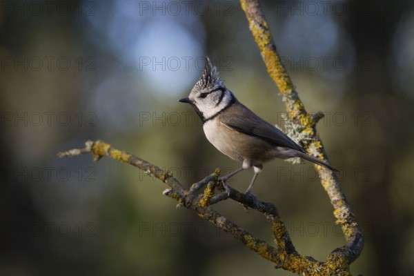 A crested tit bird, Lophophanes cristatus, with striking plumage perches on a lichen-covered branch