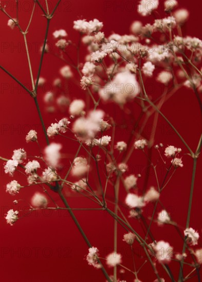 A stunning close up of delicate white flowers set against a vibrant red background. The soft focus