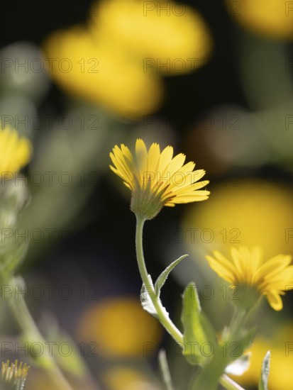 Photo art, depicted by blurred out of focus flowers of the rough hawksbeard (Crepis biennis),
