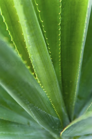 Agave (Agave Australis) plant, flora, detail, close up, medicine, health, medicinal plant,