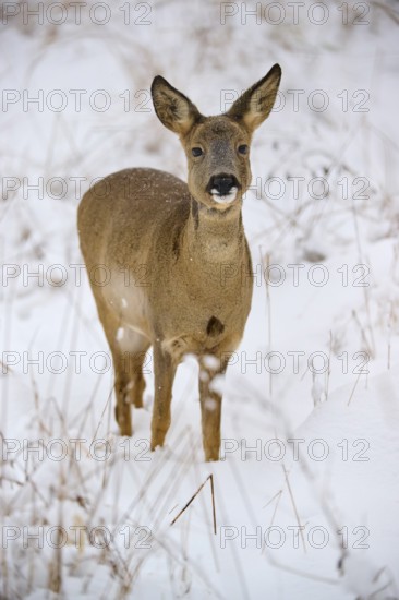 A roe deer stands attentively in a snow-covered meadow, head slightly tilted in a clear winter