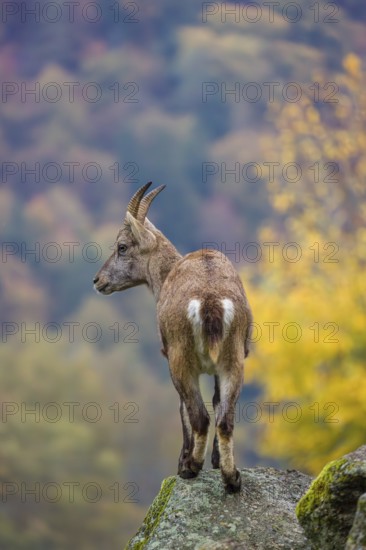 An adult female ibex (Capra ibex) stands on a rock. A forest in autumn colors can be seen in the