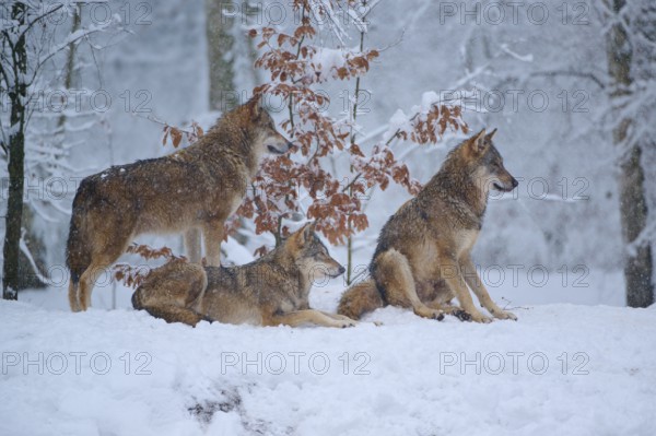 Three wolves in the wintry forest, lingering in the bright snowy landscape, Winter, Wolf (Canis