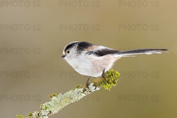 Long-tailed Tit (Aegithalos caudatus), sitting on a lichen-covered branch, Wildlife, Animals,