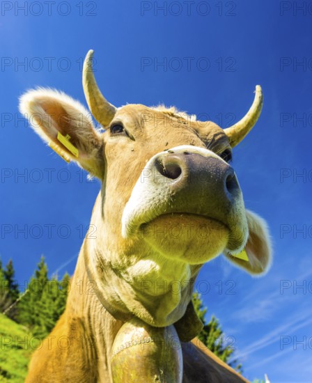 Single dairy cow, Allgäu Braunvieh, alpine meadow, near Oberstdorf, Allgäu, Bavaria, Germany