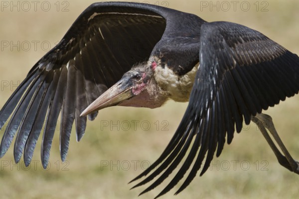 Marabou Stork (Leptoptilos crumenifer) flying, Masai Mara, Kenya