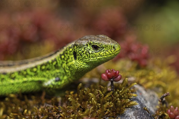 Sand lizard, (Lacerta agilis), climbs on rock, animal, animals, reptile, reptiles, scaly lizards,