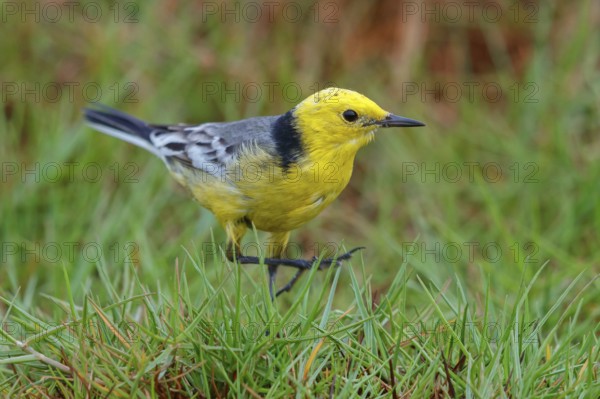 Citrine wagtail, (Motacilla citreola), foraging in a biotope, Middle East, Oman, songbird, family