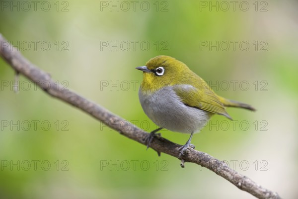 Cape white-eye (Zosterops virens), Garden Route National Park, Wilderness Section, Wilderness,