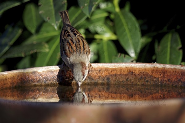 House sparrow (Passer domesticus), male, thirst, bird bath, The sparrow drinks water and its head