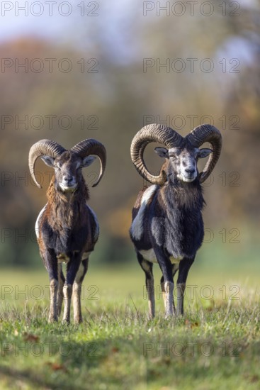 European mouflons (Ovis aries musimon, Ovis gmelini musimon) two rams, males with big horns in