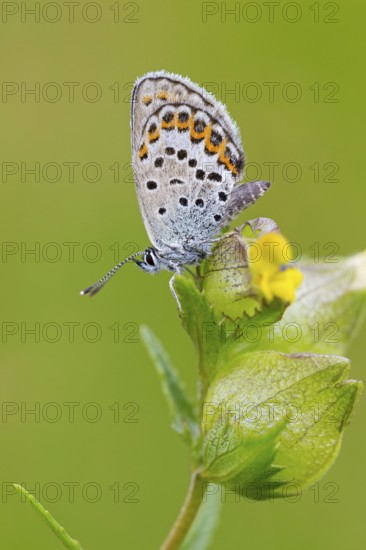 Argus Blue, (Plebejus argus), animals, insects, butterflies, butterfly, butterflies, lateral,
