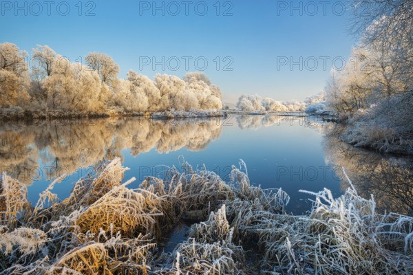 Landscape on the river Eder in winter, trees and reeds covered with hoarfrost, reflection in water,