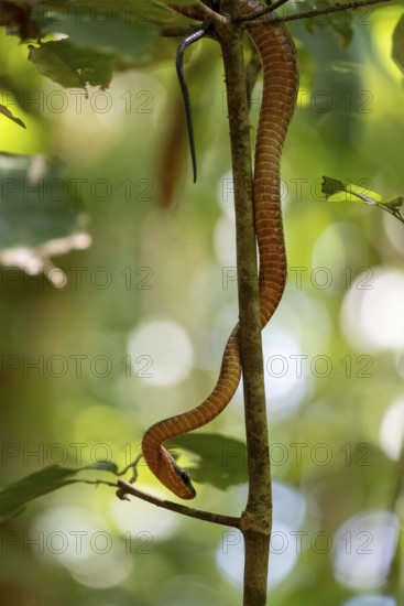 American whipsnake (Mastigodryas melanolomus), snake slithering on a branch, in the rainforest,