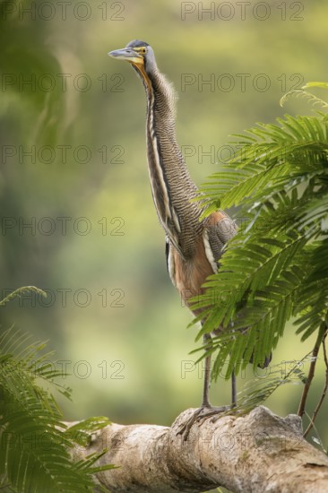 Bare-throated Tiger Heron, Tortuguero National Park, Costa Rica