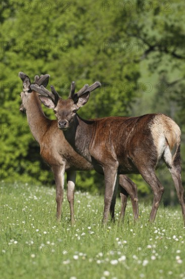 Red deer (Cervus elaphus) deer with velvet antlers secure in a mountain meadow, Allgäu, Bavaria,