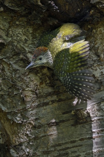 European Green Woodpecker (Picus viridis) juvenile climbing tree trunk, North Rhine-Westphalia,