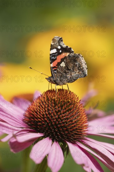 Red admiral butterfly (Vanessa atalanta) adult insect feeding on garden Cone flower (Echinacea