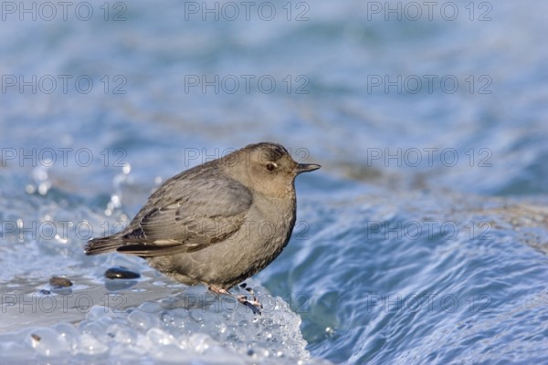 American Dipper Cinclus mexicanus Soldatna, Kenai Peninsula, ALASKA, United States March Adult